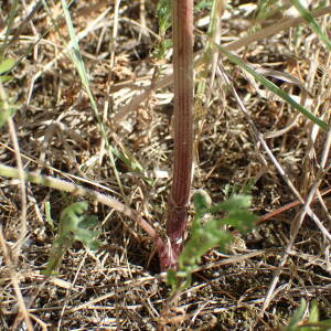  - Daucus carota subsp. maritimus (Lam.) Batt. [1889]