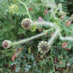 Photographie n°2430821 du taxon Papaver rhoeas L.