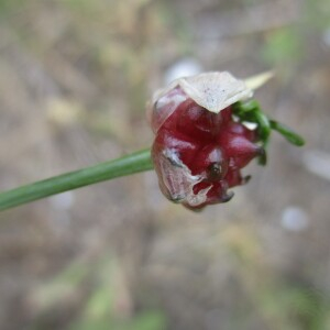 Photographie n°2430827 du taxon Allium vineale L.