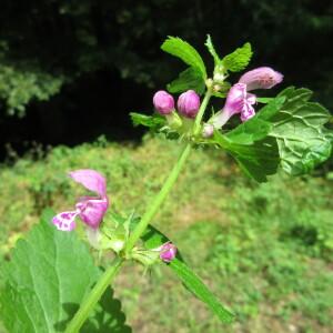 Photographie n°2430887 du taxon Lamium maculatum (L.) L. [1763]