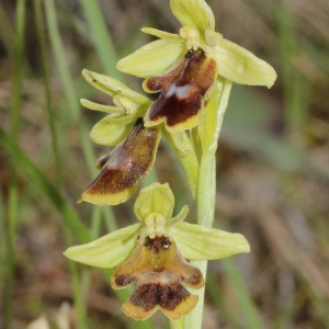 Ophrys aymoninii (Breistr.) Buttler (Ophrys d'Aymonin)