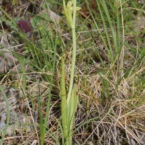 Photographie n°2430896 du taxon Ophrys aymoninii (Breistr.) Buttler