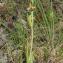  Marie Portas - Ophrys aymoninii (Breistr.) Buttler