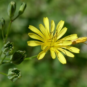 Photographie n°2430902 du taxon Lapsana communis subsp. communis