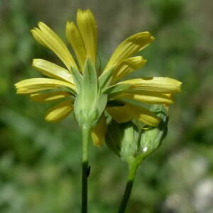 Photographie n°2430905 du taxon Lapsana communis subsp. communis