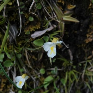 Photographie n°2430926 du taxon Pinguicula alpina L.