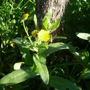 Photographie n°2430971 du taxon Calendula arvensis L. [1763]