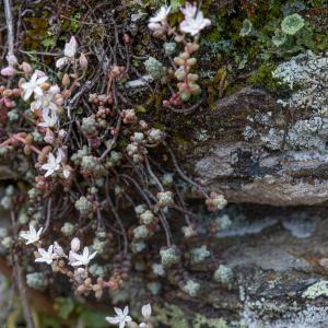  - Sedum brevifolium DC. [1808]