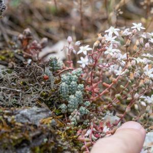  - Sedum brevifolium DC. [1808]