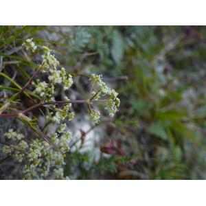 Trinia glauca (L.) Dumort. subsp. glauca