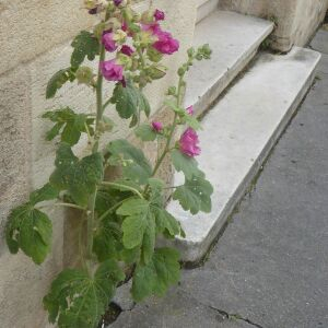 Photographie n°2431053 du taxon Alcea rosea L. [1753]