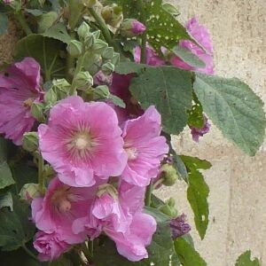 Photographie n°2431059 du taxon Alcea rosea L. [1753]