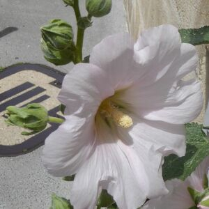 Photographie n°2431063 du taxon Alcea rosea L. [1753]