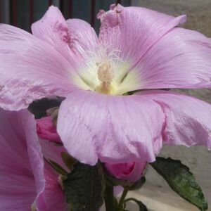 Photographie n°2431065 du taxon Alcea rosea L. [1753]