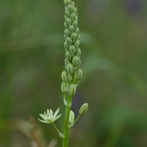 Photographie n°2431087 du taxon Loncomelos pyrenaicus subsp. pyrenaicus