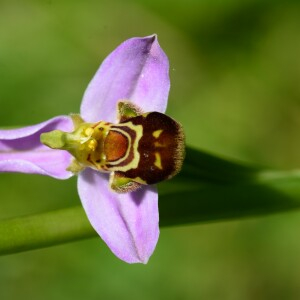 Photographie n°2431090 du taxon Ophrys apifera Huds. [1762]