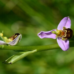Photographie n°2431092 du taxon Ophrys apifera Huds. [1762]