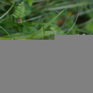 Photographie n°2431097 du taxon Platanthera bifolia (L.) Rich. [1817]