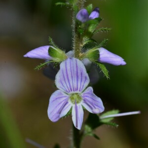 Photographie n°2431104 du taxon Veronica officinalis L. [1753]