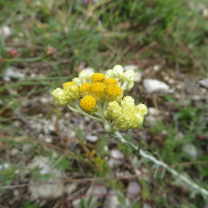 Photographie n°2431127 du taxon Helichrysum stoechas (L.) Moench