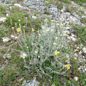 Photographie n°2431130 du taxon Helichrysum stoechas (L.) Moench