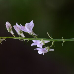 Photographie n°2431135 du taxon Linaria repens (L.) Mill. [1768]