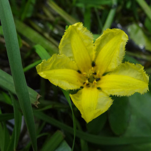 Photographie n°2431137 du taxon Nymphoides peltata (S.G.Gmel.) Kuntze [1891]