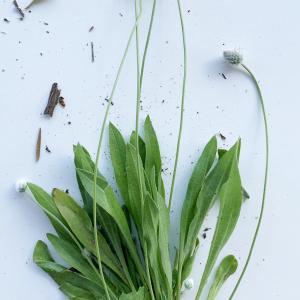 Photographie n°2431144 du taxon Plantago lagopus L. [1753]