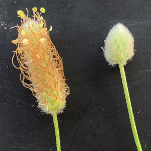 Photographie n°2431146 du taxon Plantago lagopus L. [1753]