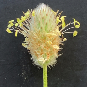Photographie n°2431147 du taxon Plantago lagopus L. [1753]