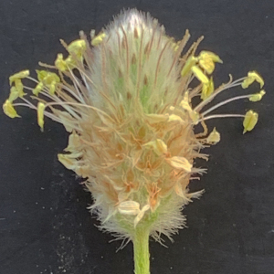 Photographie n°2431148 du taxon Plantago lagopus L. [1753]