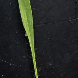 Photographie n°2431149 du taxon Plantago lagopus L. [1753]