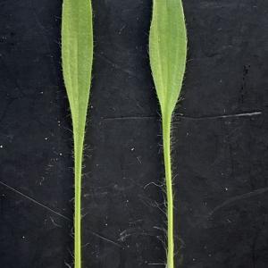 Photographie n°2431152 du taxon Plantago lagopus L. [1753]
