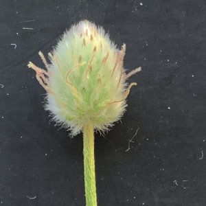 Photographie n°2431153 du taxon Plantago lagopus L. [1753]