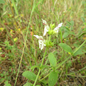 Photographie n°2431163 du taxon Stachys recta L.