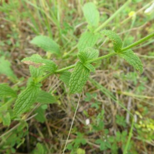 Photographie n°2431166 du taxon Stachys recta L.