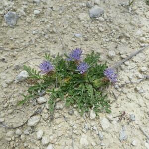 Photographie n°2431212 du taxon Carduncellus mitissimus (L.) DC.