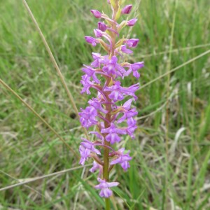 Photographie n°2431213 du taxon Gymnadenia conopsea (L.) R.Br.