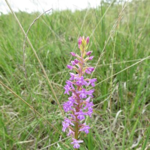 Photographie n°2431214 du taxon Gymnadenia conopsea (L.) R.Br.