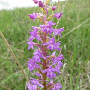 Photographie n°2431215 du taxon Gymnadenia conopsea (L.) R.Br.