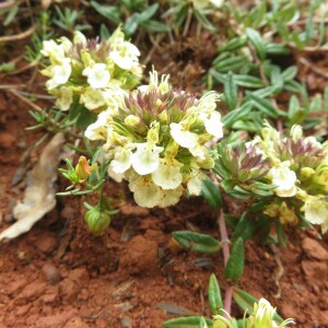 Teucrium prostratum Halácsy (Germandrée des montagnes)