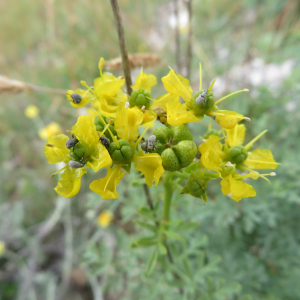 Photographie n°2431250 du taxon Ruta graveolens L.