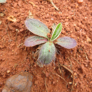 Photographie n°2431261 du taxon Hieracium pilosella L.