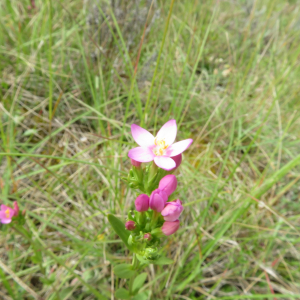 Photographie n°2431265 du taxon Centaurium Hill