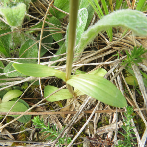 Photographie n°2431266 du taxon Centaurium Hill