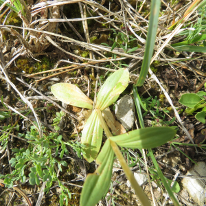 Photographie n°2431268 du taxon Centaurium Hill