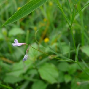 Photographie n°2431272 du taxon Ervum gracile (Lois.) DC.