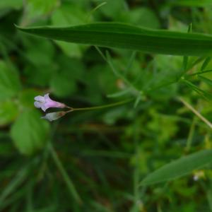 Photographie n°2431274 du taxon Ervum gracile (Lois.) DC.