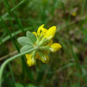 Photographie n°2431278 du taxon Hypericum pulchrum L. [1753]