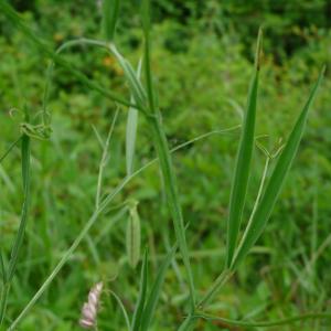 Photographie n°2431299 du taxon Lathyrus annuus L. [1753]